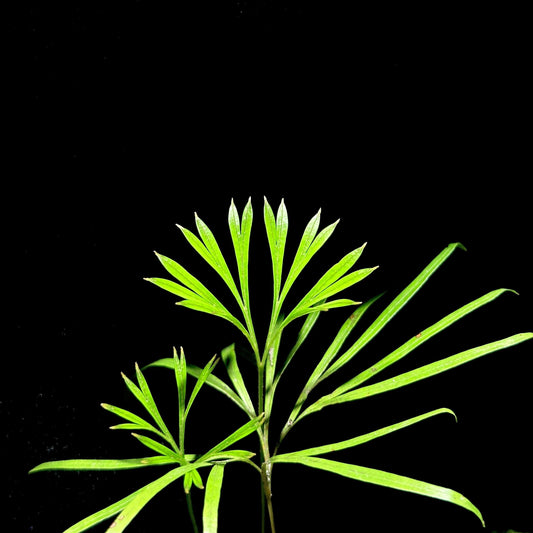 Dipteris lobbiana is a fern species in the genus Dipteris, belonging to the family Dipteridaceae. It is found in Southeast Asia, particularly in Malaysia (in states such as Johore, Kedah, Kelantan, Pahang, and Selangor). This species typically grows in riparian or stream-side habitats, where conditions are moist and shaded. The fronds (leaves) of Dipteris lobbiana are notable for their lobed or divided forms, a characteristic feature of the genus Dipteris.