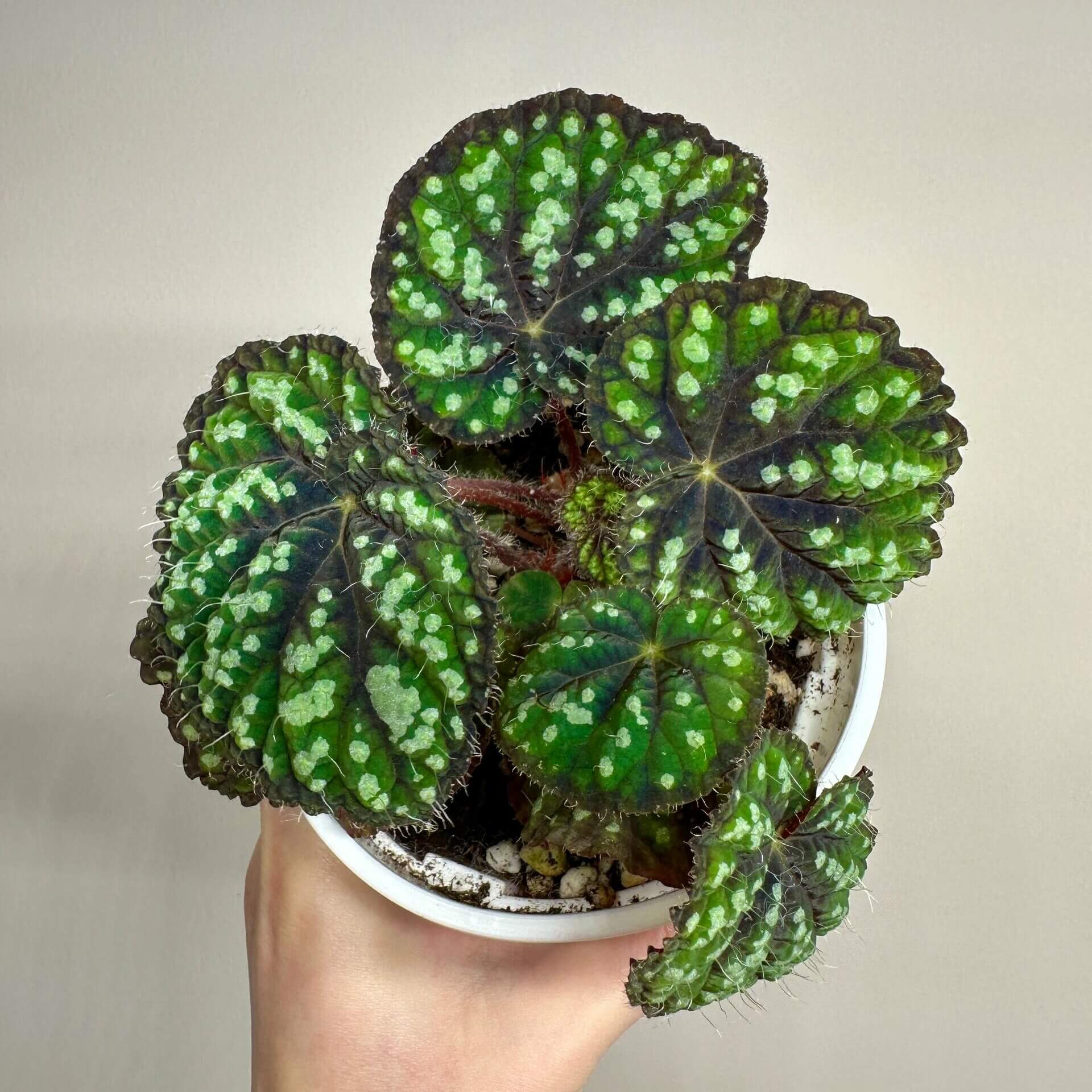Begonia Little Bead is a decorative-leaf variety introduced by breeders Pavel and Elena Enikeev (Dimetris). It belongs to the Rex group and has a medium-sized growth habit. This begonia is known for its striking green leaves, which are dotted with round, bead-like spots, giving it a unique and eye-catching appearance.