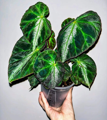 Begonia luochengensis is a stunning begonia species native to the Guangxi region of China. Its leaves are velvety and soft to the touch, with a texture that resembles the adorable ears of a small animal. These leaves are adorned with distinct veins and a plush fuzz, adding to their unique charm. The foliage features bold black patches, while a prominent white vein runs along the central axis from the leaf stalk to the tip, creating a striking contrast.