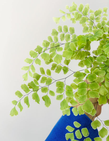 Adiantum tenerum 'Scutum Roseum', commonly known as the Rosy Maidenhair Fern, is a unique cultivar of the popular Adiantum tenerum species. This fern is distinguished by its delicate, fan-shaped fronds that emerge in a stunning pink hue, gradually transitioning to a lush green as they mature. The soft, vibrant color of its leaves adds an elegant touch to any indoor space, making it a perfect choice for terrariums, shaded garden areas, or as an eye-catching centerpiece for your home or office.