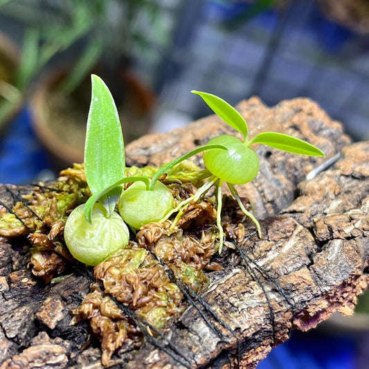 Bulbophyllum physometrum is found in northern Thailand, particularly in the Mae Hong Son Province, at elevations ranging from 1,000 to 1,500 meters above sea level. It thrives in cool, shaded environments with high humidity. This orchid is very small, making it perfect for terrariums where space and humidity can be carefully controlled.