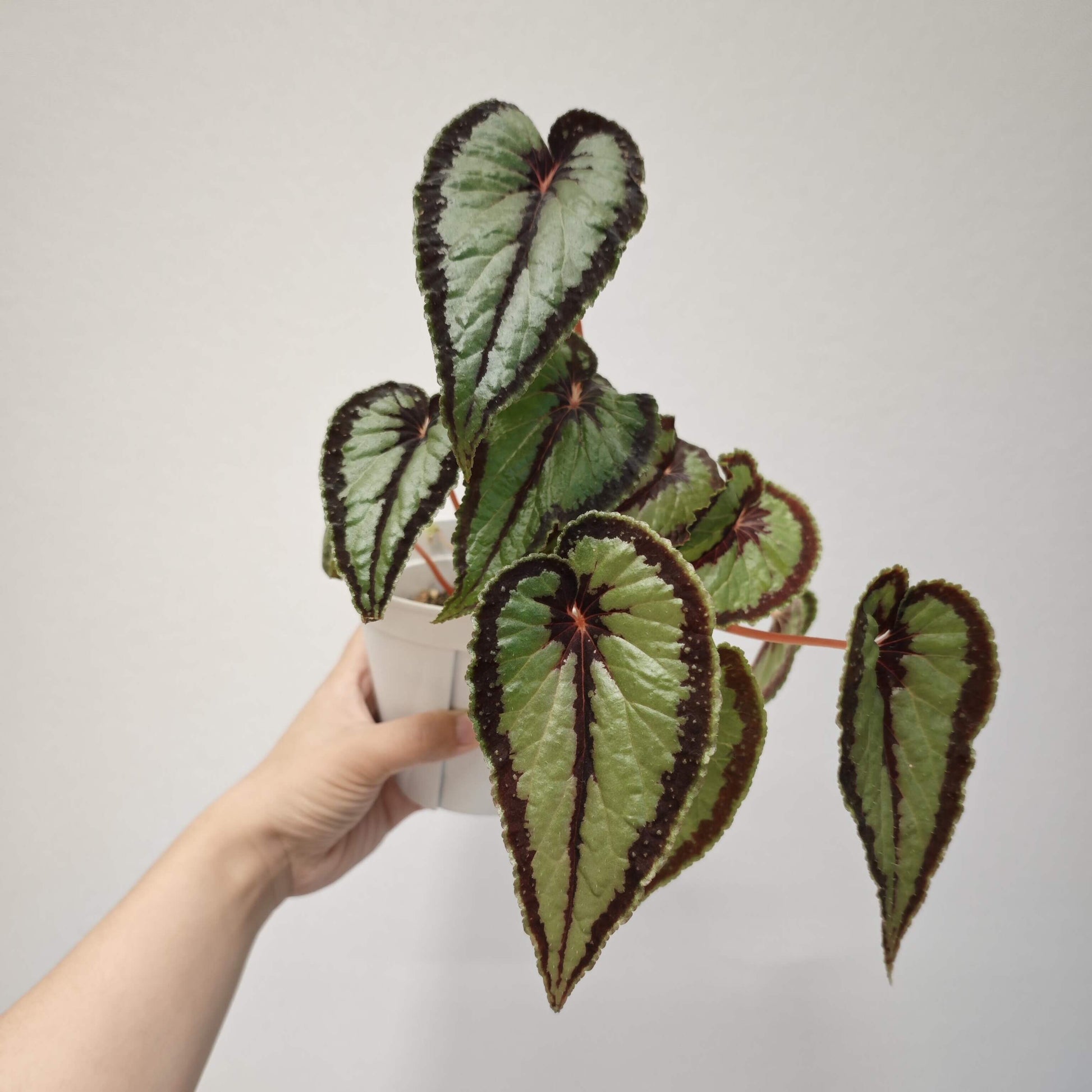 Begonia dinhdui is a rhizomatous species native to South Vietnam. The leaves are long and heart-shaped, with deep green coloration. They feature a wide black band around the leaf margin, as well as at the point where the petiole attaches and along the main vein in the center of the leaf.
