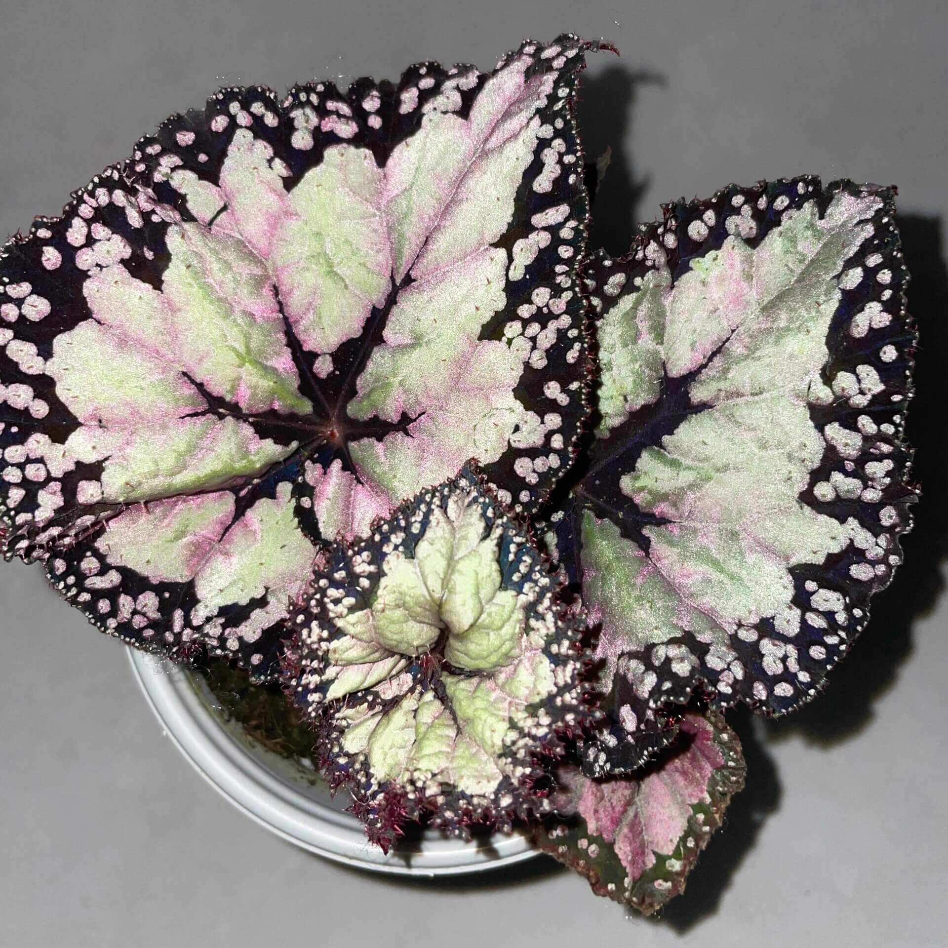 Begonia ‘Dolce Vita’ is a stunning hybrid begonia created by Ukrainian hybridizer Елена Еникеева. It has striking, heart-shaped leaves with a gradient of colors ranging from deep olive green or burgundy to silvery or metallic tones, which shift subtly with different angles of light.