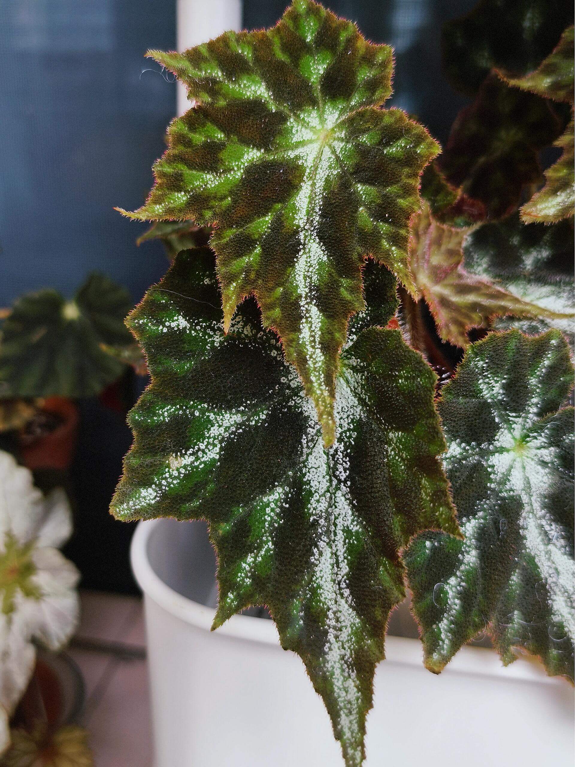 Begonia Luzhaiensis Var has white leaf veins on the upper side of its leaves, distinguishing it from Begonia Luzhaiensis. Native to the limestone regions of Guangxi, China, this begonia brings a refreshing touch of greenery to any collection with its unique and smooth, vibrant green leaves.