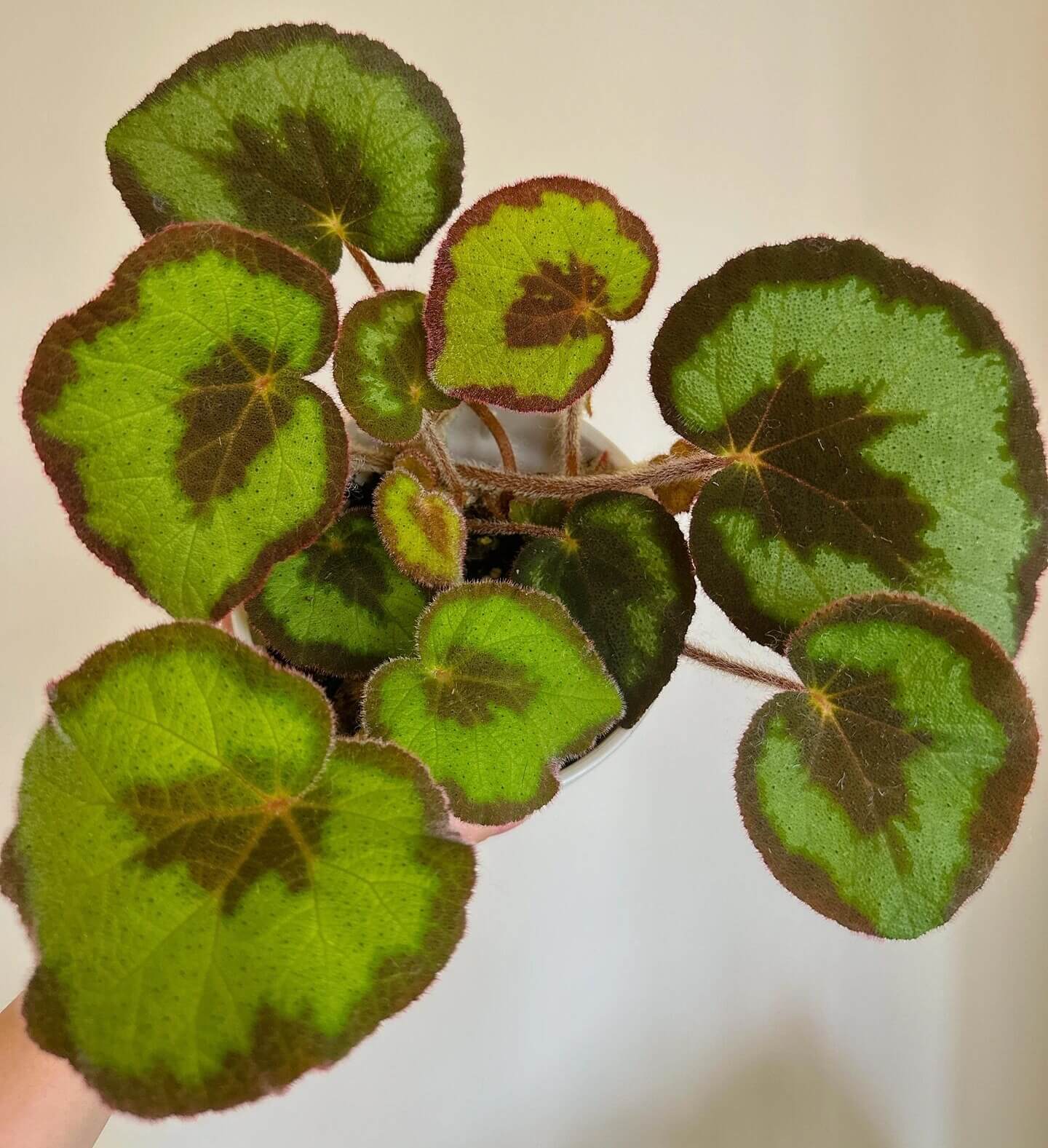 Begonia picturata is a unique rhizomatous begonia species native to the limestone regions of Guangxi, China. The leaf edges are gently wavy, and the underside of the leaves showcases a rich red color. The plant’s flower clusters feature white petals with yellow stamens, blooming between May and July.