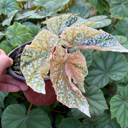 Begonia Variegated Snow Capped has a more delicate and pink appearance compared to Begonia Snow Capped. Its growth is slightly slower than the fully green version. If you want a cute, pink little tree, it thrives best with bright, indirect light.