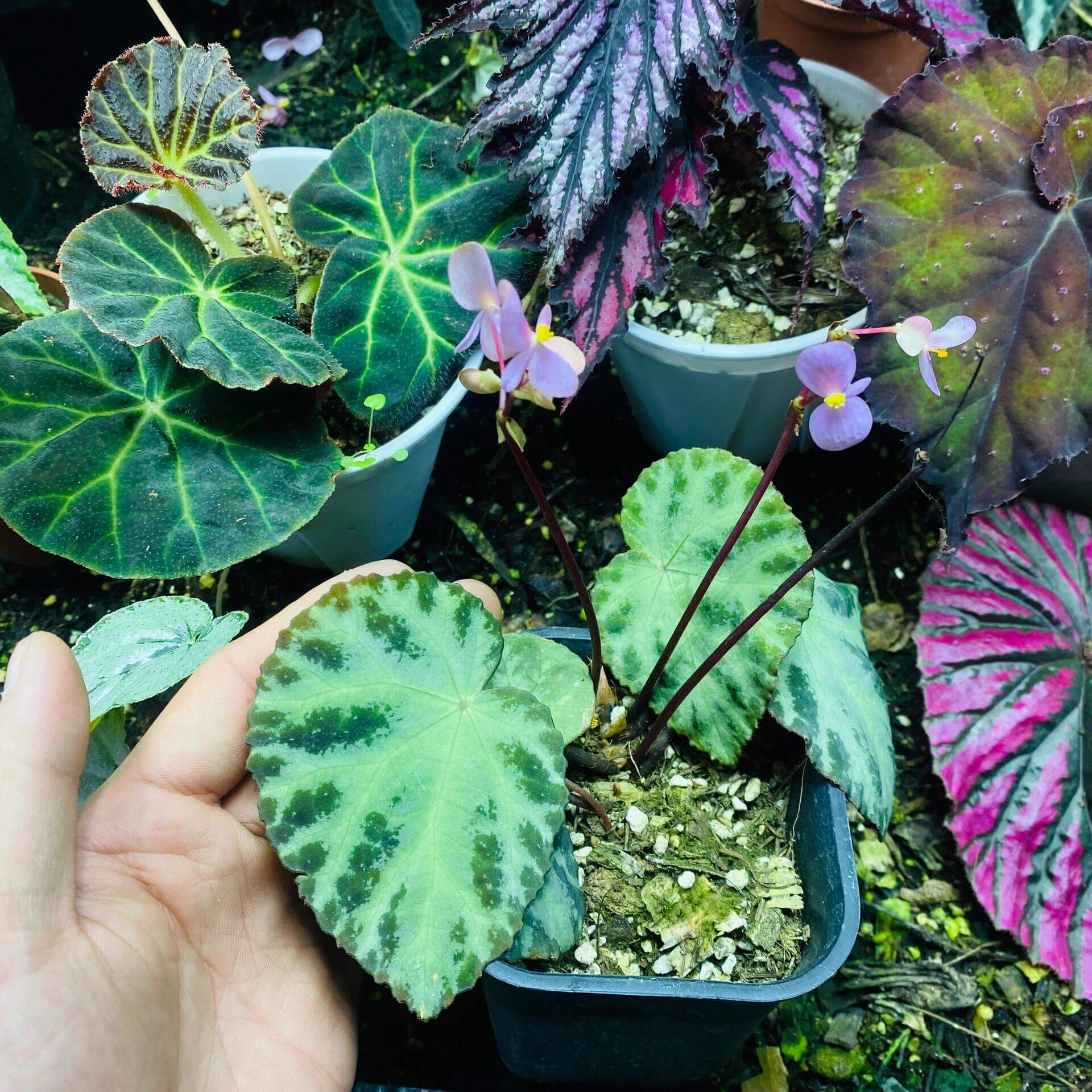 Native to Lang Son, Vietnam, Begonia wiformis is a strikingly beautiful species recently discovered for its unique leaf structure and vibrant colors. With its dark, bullated black margins and smooth, green veins, this begonia offers an eye-catching contrast that makes it a perfect addition to any plant collection.