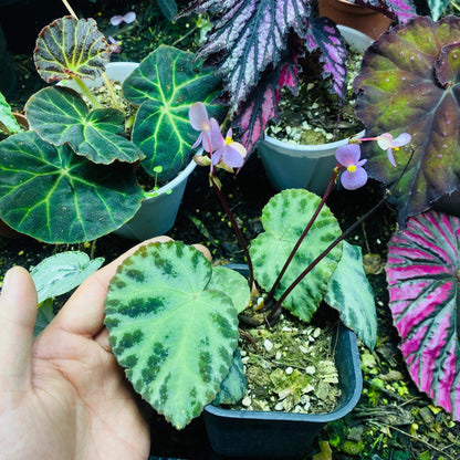 Native to Lang Son, Vietnam, Begonia wiformis is a strikingly beautiful species recently discovered for its unique leaf structure and vibrant colors. With its dark, bullated black margins and smooth, green veins, this begonia offers an eye-catching contrast that makes it a perfect addition to any plant collection.
