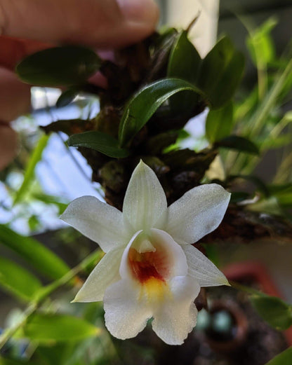 Dendrobium christyanum is a miniature epiphytic orchid native to the highland cloud forests of northern Vietnam, northern Thailand, and southwestern China. It thrives at elevations between 800 and 1,600 meters (2,600 to 5,200 feet), where it experiences cool, humid conditions, making it well-suited for cultivation in terrariums where temperature and humidity can be carefully managed.