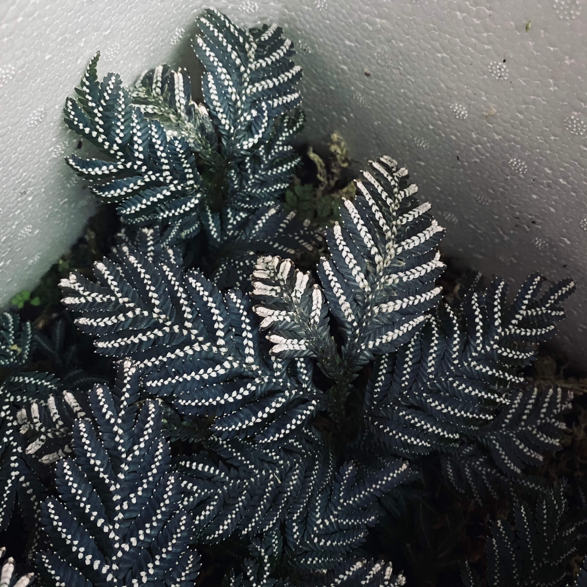Selaginella picta, a species from the Selaginellaceae family, is native to Southeast Asia, including regions like Vietnam, Laos, and parts of China. It thrives in shaded, humid environments and is well-suited for terrariums or humid indoor settings.