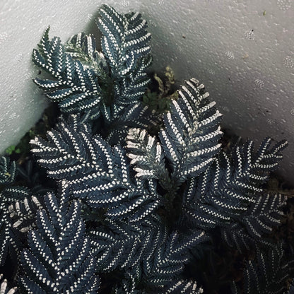 Selaginella picta, a species from the Selaginellaceae family, is native to Southeast Asia, including regions like Vietnam, Laos, and parts of China. It thrives in shaded, humid environments and is well-suited for terrariums or humid indoor settings.