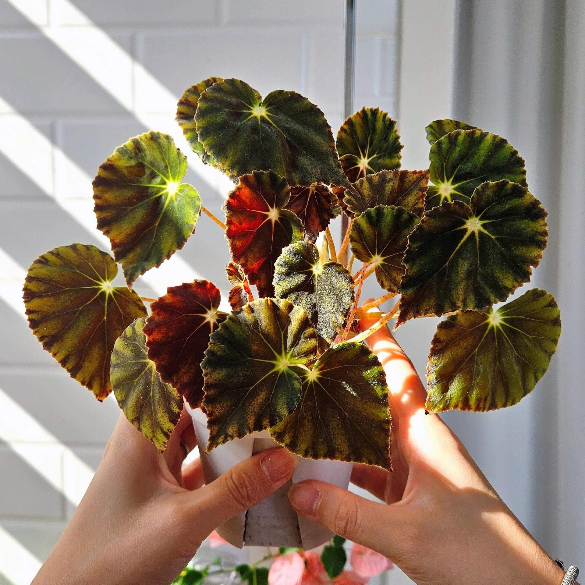 Begonia Mazae Nigricans is a captivating begonia variety, appreciated for its unique and striking appearance. Native to Southeast Mexico, this perennial species is known for its dark, soft leaves, making it a perfect choice for collectors and plant enthusiasts alike.