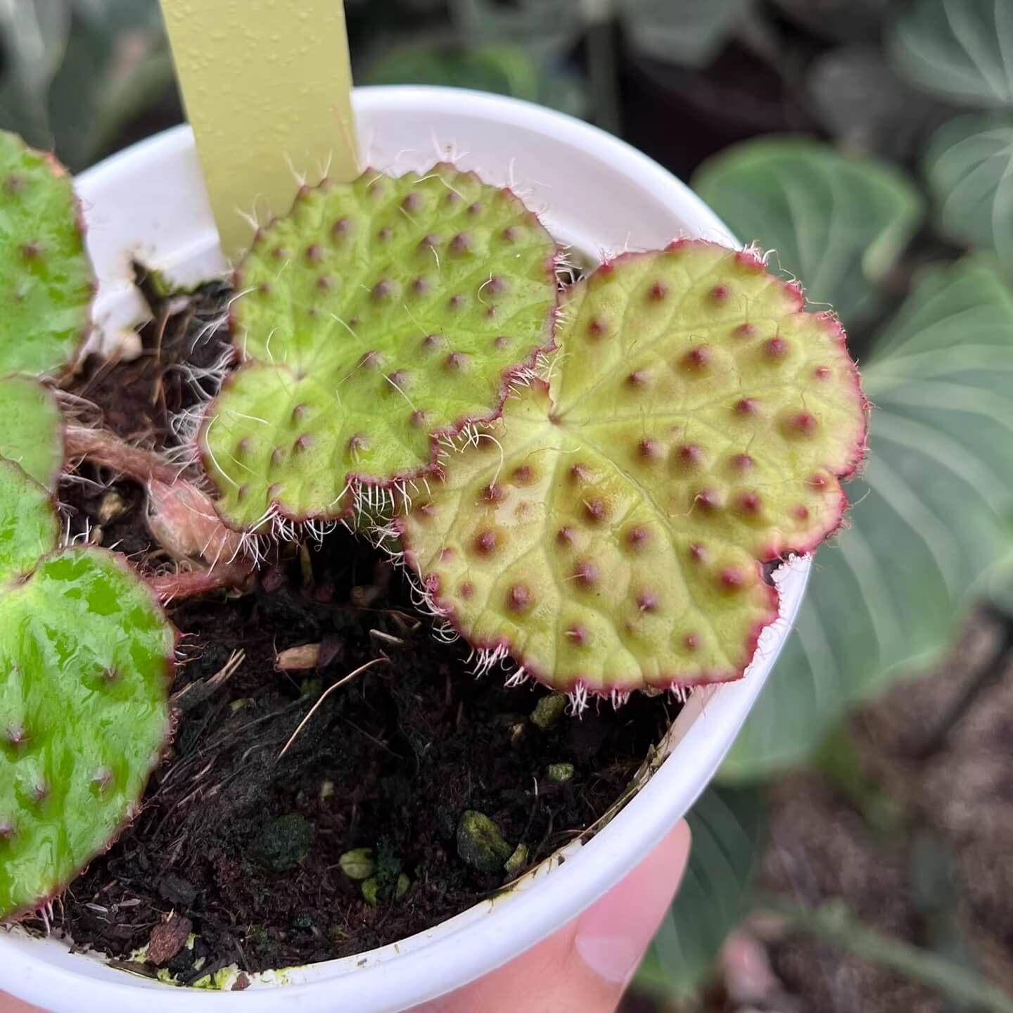 The Begonia nahangensis is a remarkable evergreen herbaceous plant native to the limestone mountains of Northern Vietnam and Southern China. This species is known for its distinctive appearance, featuring a unique texture on its leaves. The surface is densely covered with conical, black, tooth-like protrusions, giving it an intriguing tactile and visual appeal.