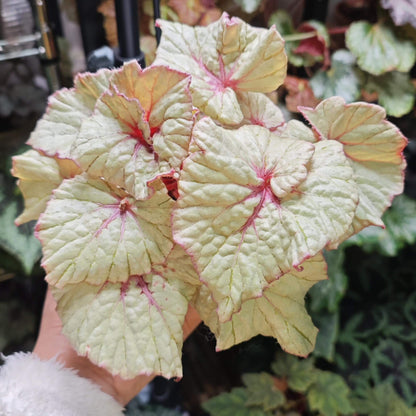 Begonia Vasilisa is a stunning ornamental begonia variety developed by the renowned Dimetris breeders. This begonia catches the eye with its large, satin-like leaves featuring a unique color pattern that adds elegance to any indoor space.