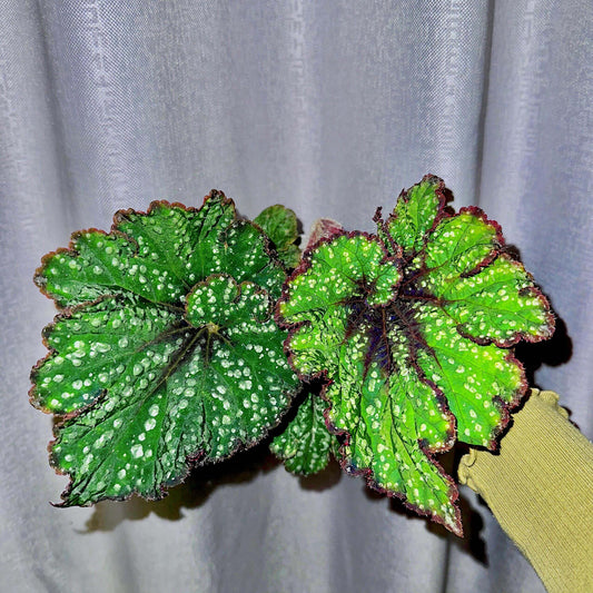 Begonia Rex Ryokuha is a hybrid variety of Begonia, specifically belonging to the Begonia rex group. It is known for its striking appearance and slow growth rate.