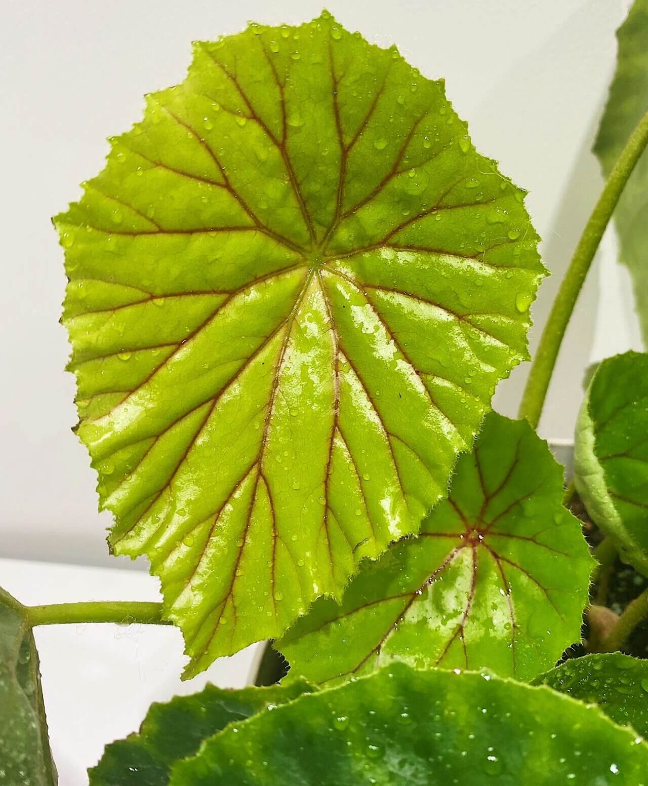 Begonia nelumbiifolia, also known as the Lilypad Begonia, is a stunning and unique begonia species native to regions from southern Mexico to Colombia. Known for its large, glossy green leaves that resemble lilypads, this begonia brings a tropical and elegant touch to any plant collection. With its eye-catching foliage and easy-to-care-for nature, it’s a perfect addition for both beginner and seasoned plant enthusiasts.