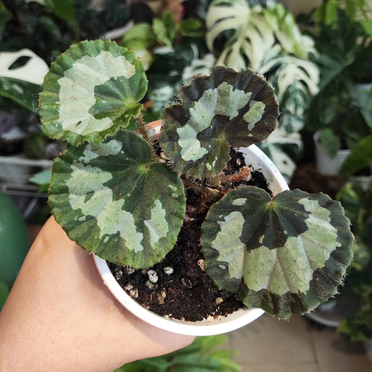 Begonia jingxiensis var. mashanica is a rare, rhizomatous perennial from the limestone hills and cave mouths of Guangxi, China. It grows by means of creeping underground stems that root at each node, sending up nearly circular, peltate leaves with softly scalloped edges and a fine fringe of hairs. Each leaf bears bold, irregular patches of pale silvery-green set against a deep green background, and new shoots sometimes show a muted bronze flush before settling into mature tones.