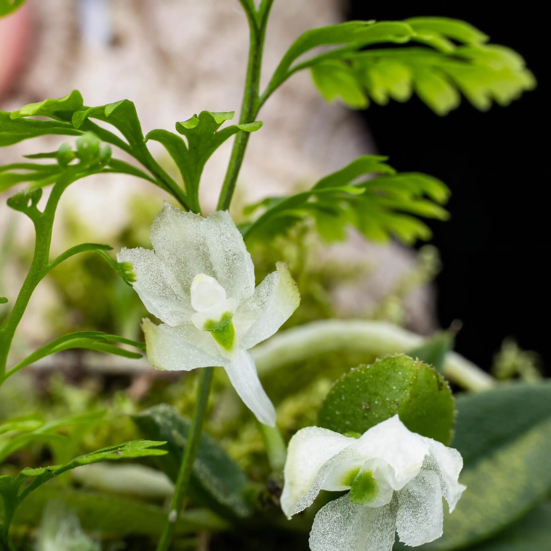 Hymenorchis javanica is a rare and captivating miniature orchid endemic to the misty montane forests of western Java, Indonesia, and parts of peninsular Malaysia. This epiphytic species thrives at elevations of 900 to 1,000 meters, growing on exposed tree branches in humid, shaded environments.