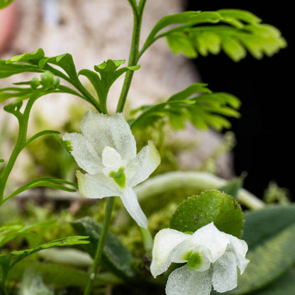 Hymenorchis javanica is a rare and captivating miniature orchid endemic to the misty montane forests of western Java, Indonesia, and parts of peninsular Malaysia. This epiphytic species thrives at elevations of 900 to 1,000 meters, growing on exposed tree branches in humid, shaded environments.
