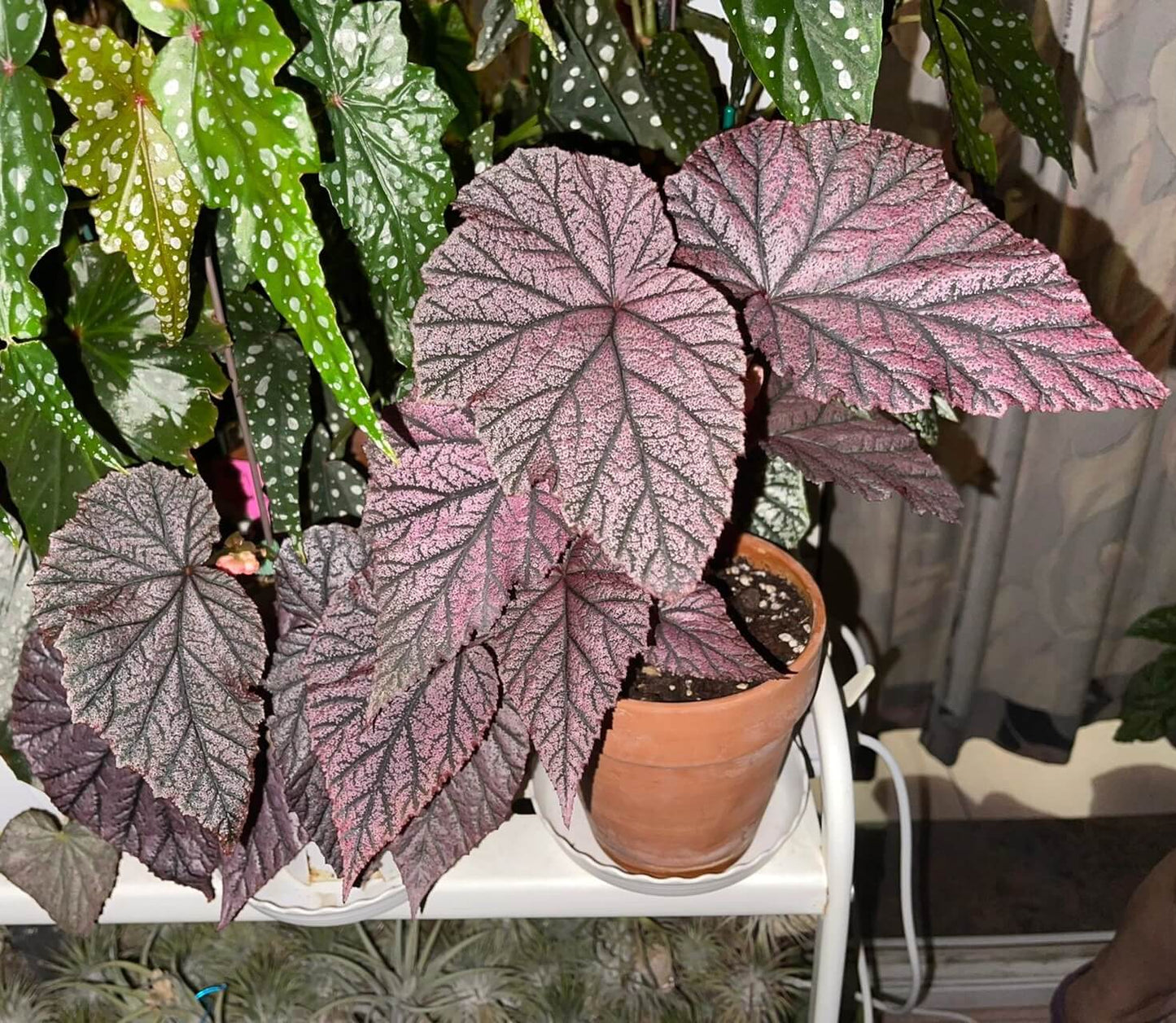 Begonia Tingley Mallet is a classic European begonia hybrid, created from a cross between Begonia ‘Eldorado’ and Begonia Incarnata in the late 19th century. It is admired for its purplish-red leaves covered with fine, velvet-like hairs, giving the foliage a rich, soft texture. The plant also produces vibrant, pendulous pink flowers that stand out beautifully against the dark leaves, making it a graceful and timeless showpiece for any indoor garden or shaded conservatory.