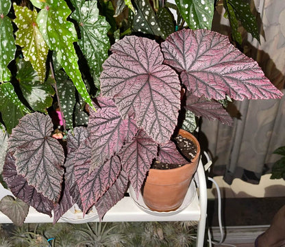 Begonia Tingley Mallet is a classic European begonia hybrid, created from a cross between Begonia ‘Eldorado’ and Begonia Incarnata in the late 19th century. It is admired for its purplish-red leaves covered with fine, velvet-like hairs, giving the foliage a rich, soft texture. The plant also produces vibrant, pendulous pink flowers that stand out beautifully against the dark leaves, making it a graceful and timeless showpiece for any indoor garden or shaded conservatory.