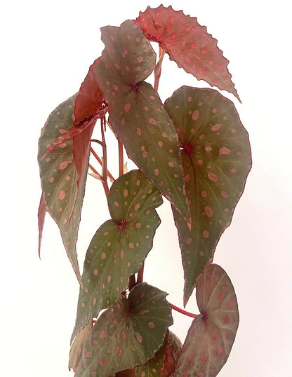 Discover the exquisite beauty of Begonia malachosticta, a rare species native to the Sabah region of Malaysia. This striking Begonia features slender, deep green leaves adorned with unique pink spots, creating a stunning contrast. As the plant matures, the vibrant red stems and petioles remain, complementing the beautiful, spotted foliage. Perfect for collectors or plant enthusiasts looking for a standout piece, Begonia malachosticta thrives in high humidity environments and is relatively easy to care for.