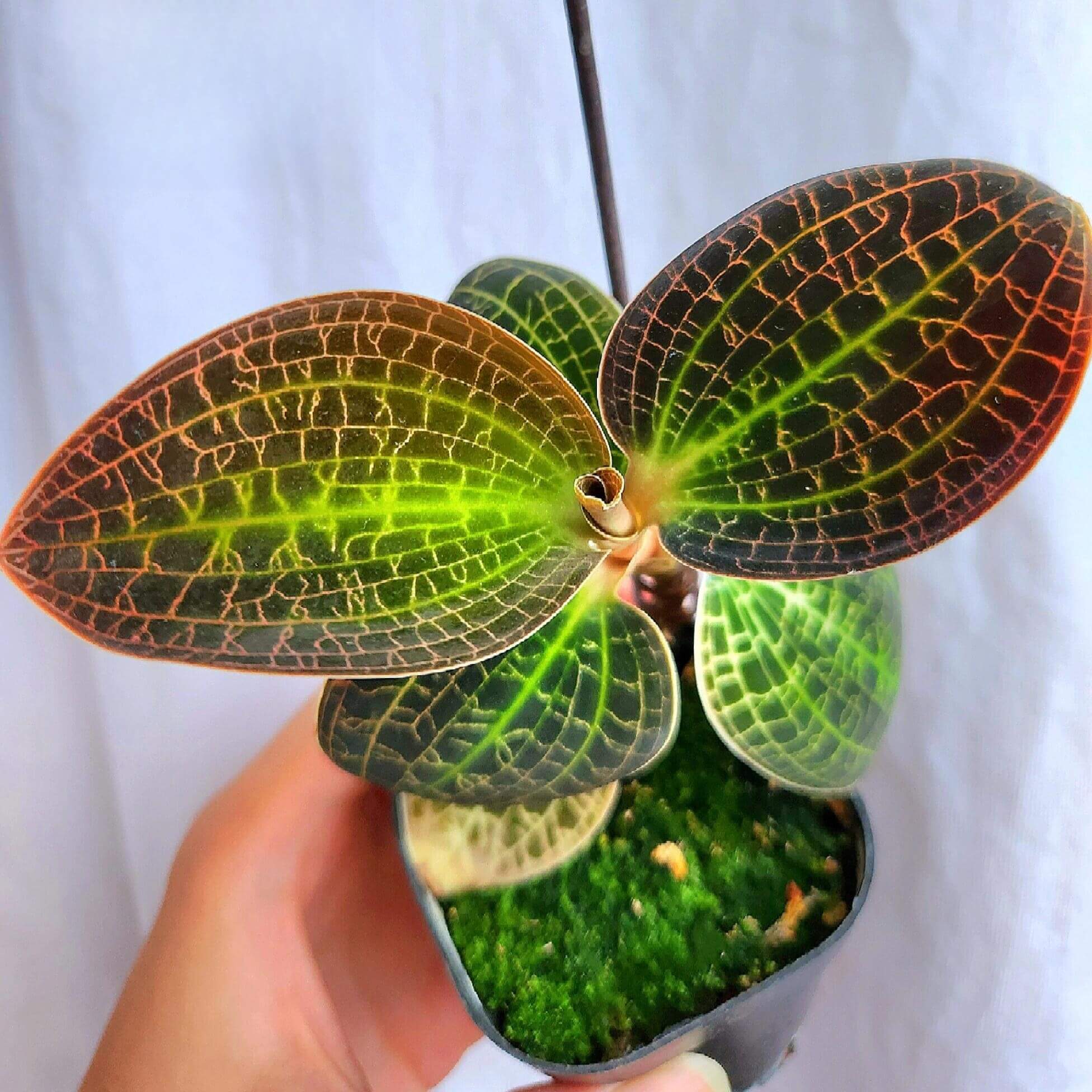 ［ジュエルオーキッド］希少種 Dossinia marmorata Dossinia marmorata | Jewel Orchid - PHOTOS IOSPE marmorata, dayii