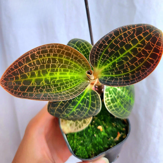 Dossinia marmorata Jewel Orchid is a captivating terrestrial orchid native to Borneo, prized for its lush, velvety foliage adorned with intricate metallic veining that ranges from silver to gold or pink. Ideal for terrariums and vivariums, it's a compact gem that brings tropical elegance to enclosed environments.