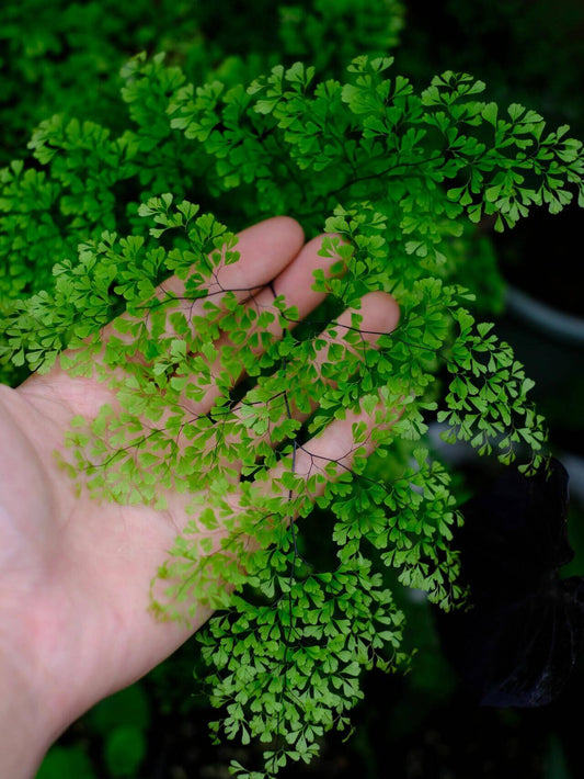 Adiantum microphyllum, commonly known as the Dwarf Maidenhair Fern, is a delicate and compact fern that adds a touch of elegance to any indoor space. With its fine-textured, fan-shaped fronds and wiry black stems, it creates a soft, cloud-like appearance, making it a favorite among plant enthusiasts.