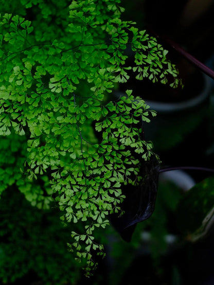 Adiantum microphyllum, commonly known as the Dwarf Maidenhair Fern, is a delicate and compact fern that adds a touch of elegance to any indoor space. With its fine-textured, fan-shaped fronds and wiry black stems, it creates a soft, cloud-like appearance, making it a favorite among plant enthusiasts.