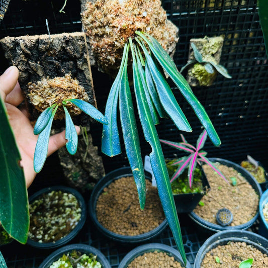 Elaphoglossum herminieri is a distinctive epiphytic fern native to the humid tropical forests of Central and South America. It thrives in shaded, moist environments and is well-suited for cultivation in terrariums or as an ornamental plant in suitable climates.