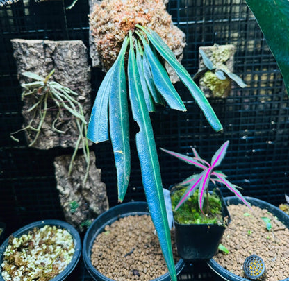 Elaphoglossum herminieri is a distinctive epiphytic fern native to the humid tropical forests of Central and South America. It thrives in shaded, moist environments and is well-suited for cultivation in terrariums or as an ornamental plant in suitable climates.