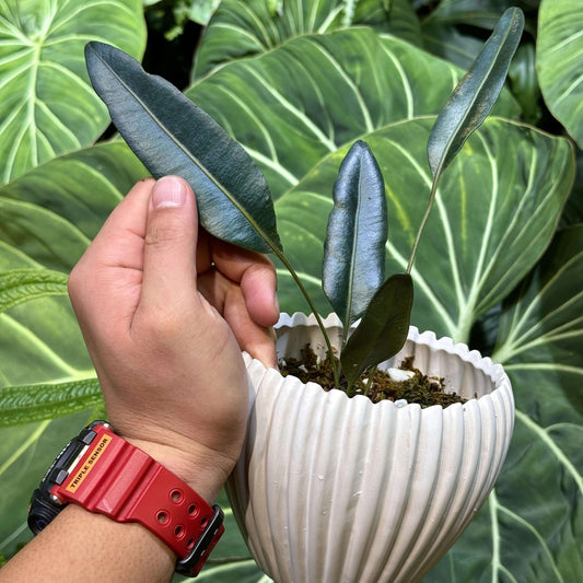Elaphoglossum metallicum, often called the Metallic Fern, is an exquisite epiphytic species native to the cloud forests of the Andes from Colombia to Peru . It’s admired for its thick, leather-like fronds that shimmer in metallic dark green, bronze, silver, or blue tones, depending on the light angle.