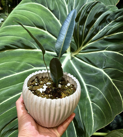 Elaphoglossum metallicum, often called the Metallic Fern, is an exquisite epiphytic species native to the cloud forests of the Andes from Colombia to Peru . It’s admired for its thick, leather-like fronds that shimmer in metallic dark green, bronze, silver, or blue tones, depending on the light angle.