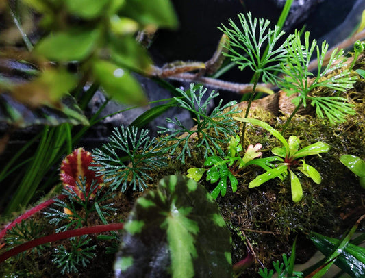 Elaphoglossum peltatum, also known as the Shield Fern, is a captivating tropical epiphytic fern native to Ecuador and widely distributed in the tropical montane forests of Central and South America. It is highly favored for its unique leaf shape and growth habits, making it particularly suitable for cultivation in greenhouses, terrariums, or humid environments.