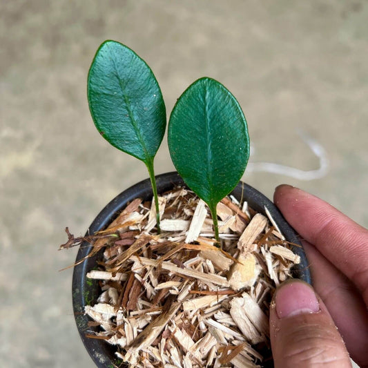 Elaphoglossum sinii is a fern species in the genus Elaphoglossum, belonging to the family Dryopteridaceae (the deer-tongue ferns). It is endemic to China, occurring mainly in Guangxi and Yunnan.