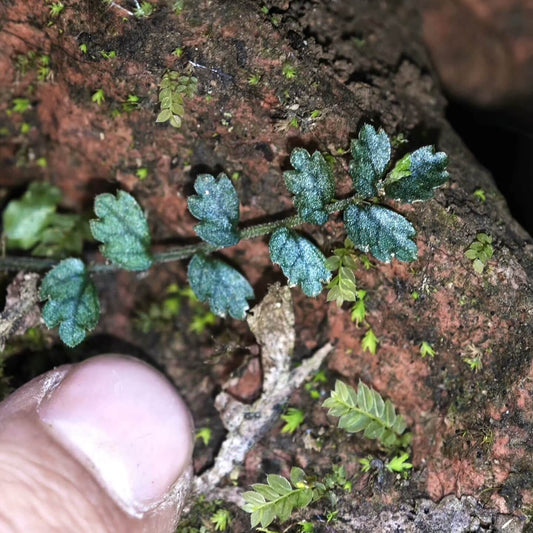 Elatostema Obtusum Blue, native to Asia, is a small species from the Elatostema genus, easily distinguishable by its rounded, blunt leaf tips and tiny leaves ranging from 0.5 to 3 cm. This plant is particularly suited for rainforests and terrariums due to its compact size and climbing habit, often attaching itself to rocks or other surfaces. Unlike the common light green variety, we offer the rare blue-tinted variant of Elatostema Obtusum Blue.