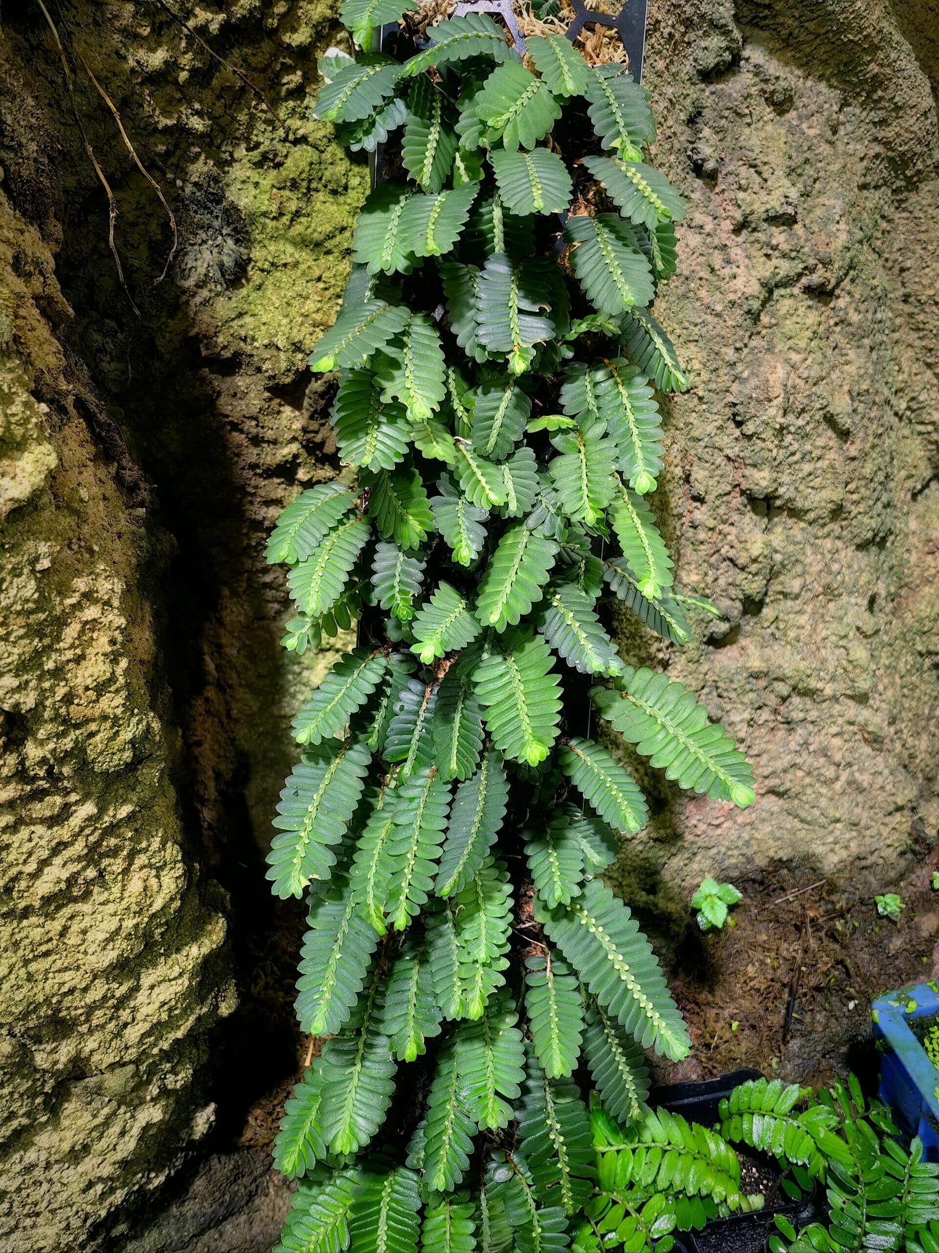 Elatostema salvinioides is a striking epiphytic plant in the Urticaceae family, native to subtropical and tropical regions of Asia, including China (notably Yunnan), Laos, Myanmar, Thailand, and Vietnam. This species is renowned for its unique, overlapping leaves that resemble the aquatic fern Salvinia, earning it the common name "Salvin’s-leaved Elatostema."