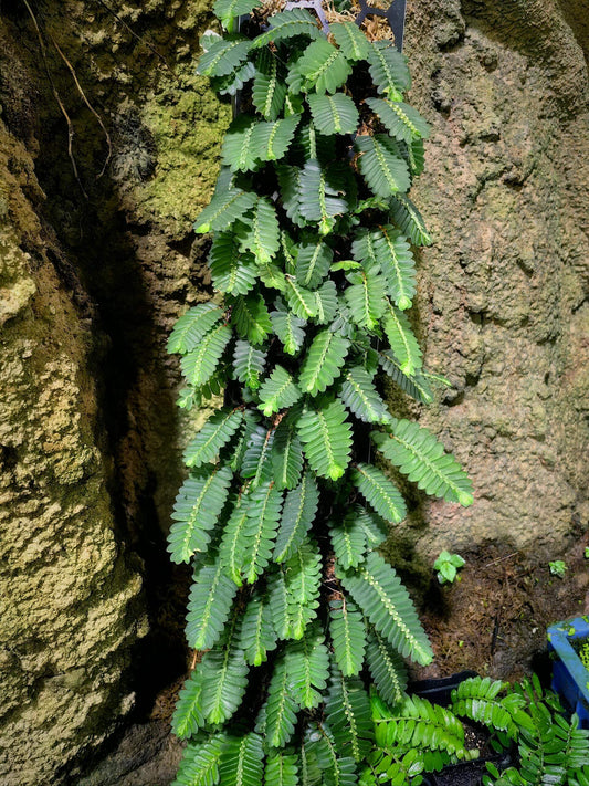 Elatostema salvinioides is a striking epiphytic plant in the Urticaceae family, native to subtropical and tropical regions of Asia, including China (notably Yunnan), Laos, Myanmar, Thailand, and Vietnam. This species is renowned for its unique, overlapping leaves that resemble the aquatic fern Salvinia, earning it the common name "Salvin’s-leaved Elatostema."