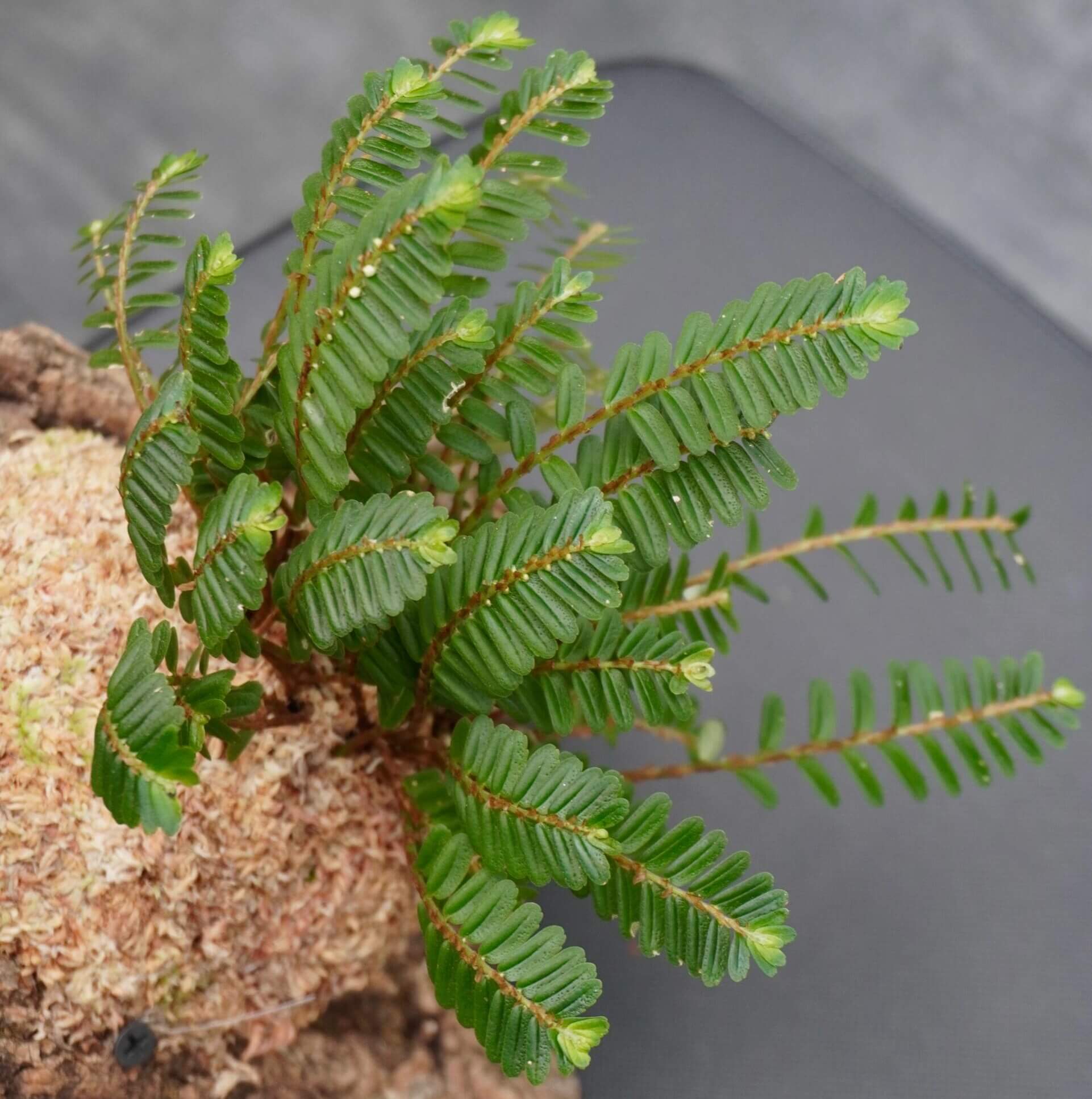 Elatostema salvinioides is a striking epiphytic plant in the Urticaceae family, native to subtropical and tropical regions of Asia, including China (notably Yunnan), Laos, Myanmar, Thailand, and Vietnam. This species is renowned for its unique, overlapping leaves that resemble the aquatic fern Salvinia, earning it the common name "Salvin’s-leaved Elatostema."