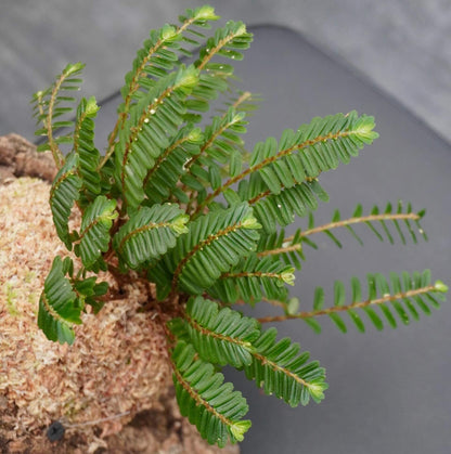 Elatostema salvinioides is a striking epiphytic plant in the Urticaceae family, native to subtropical and tropical regions of Asia, including China (notably Yunnan), Laos, Myanmar, Thailand, and Vietnam. This species is renowned for its unique, overlapping leaves that resemble the aquatic fern Salvinia, earning it the common name "Salvin’s-leaved Elatostema."