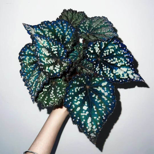 Begonia Fairytale is an exquisite ornamental begonia developed by the Dimetris breeding team. Known for its intricate leaf patterns and graceful appearance, this begonia adds a touch of enchantment to any indoor space. It’s the perfect choice for plant lovers looking to enhance their collection.