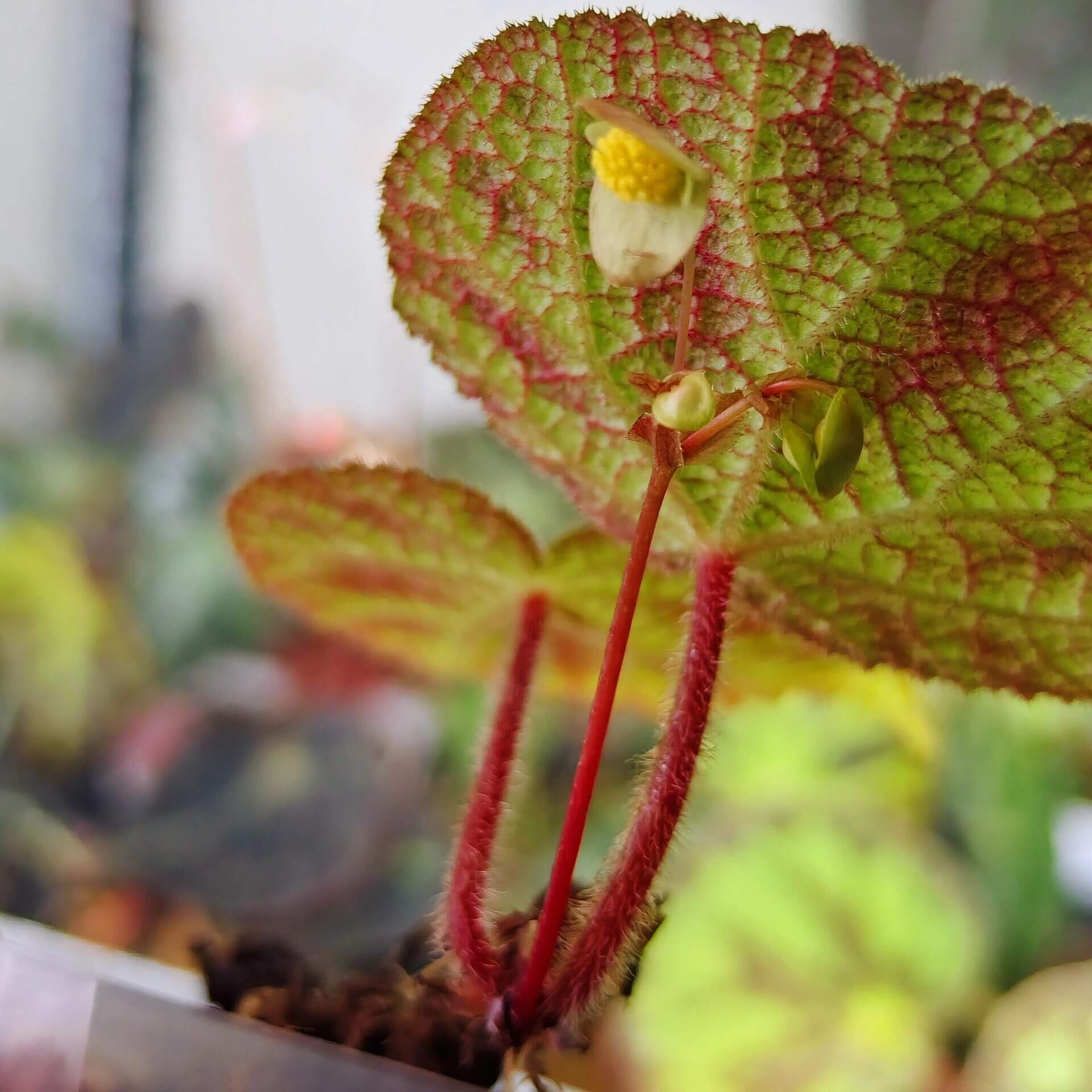 Begonia larvata, native to the mountainous regions of Guangxi, China, is a stunning begonia species known for its heart-shaped leaves and unique leaf patterns. The leaves feature green veins surrounded by silver-white outlines, creating a beautiful contrast. Additionally, the surface of the leaves is dotted with brown speckles, adding texture and visual interest, while the edges are softly covered in fine fuzz.