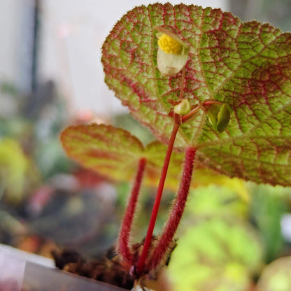 Begonia larvata, native to the mountainous regions of Guangxi, China, is a stunning begonia species known for its heart-shaped leaves and unique leaf patterns. The leaves feature green veins surrounded by silver-white outlines, creating a beautiful contrast. Additionally, the surface of the leaves is dotted with brown speckles, adding texture and visual interest, while the edges are softly covered in fine fuzz.