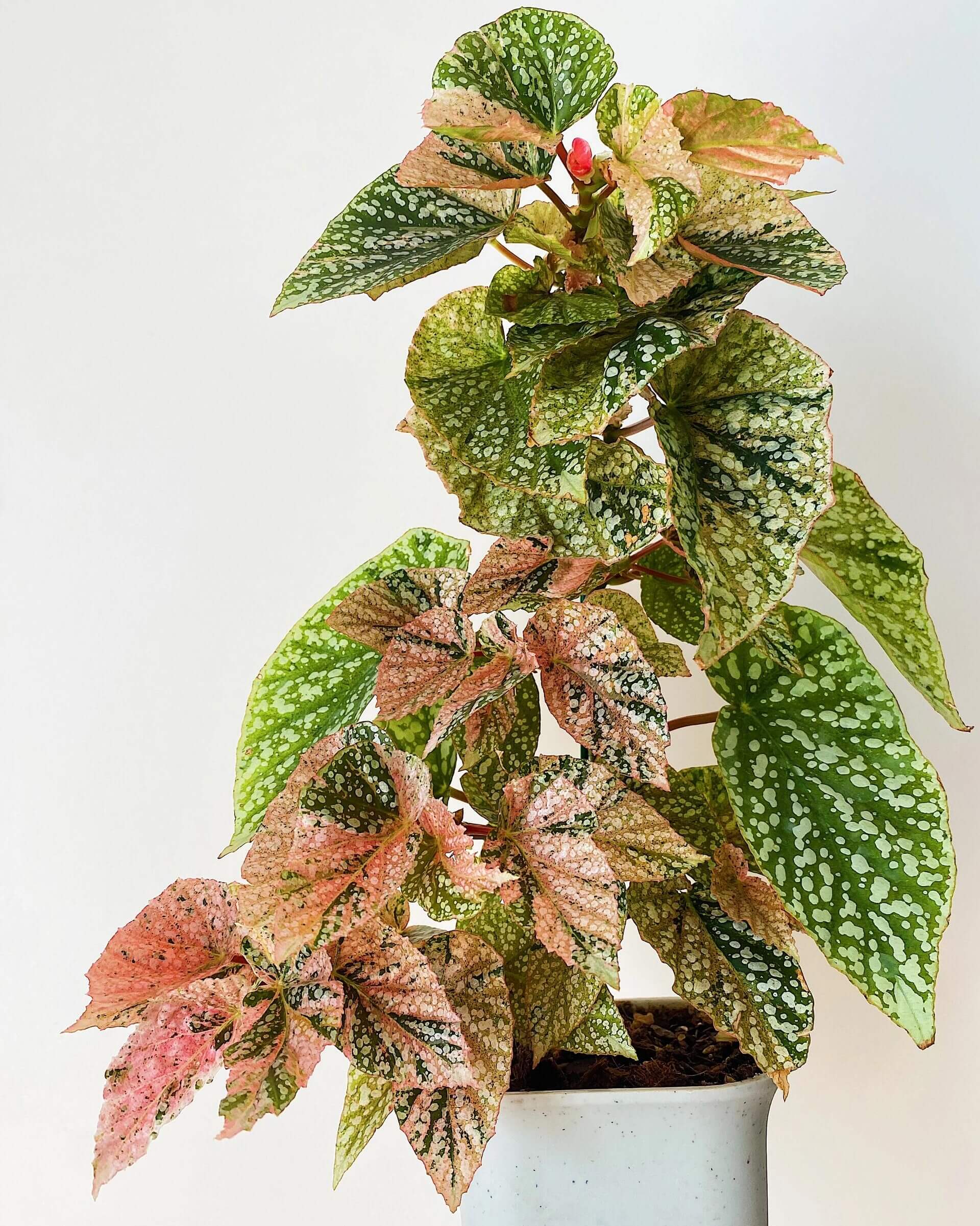 Begonia Snow Capped Variegated for Sale – Begin With Plants