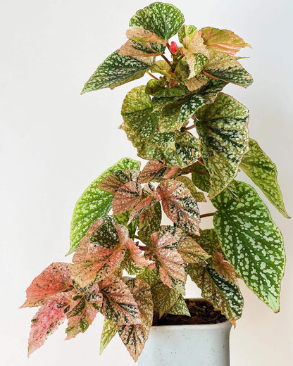 Begonia Snow Capped Variegated is a stunning cane-type begonia with green leaves covered in snowy white speckles. Unlike the standard Begonia ‘Snow Capped,’ this variegated form also displays delicate pink and yellow variegation, adding extra layers of color and charm. Its growth rate is slower than that of the non-variegated type, but the unique foliage makes it especially prized among collectors.