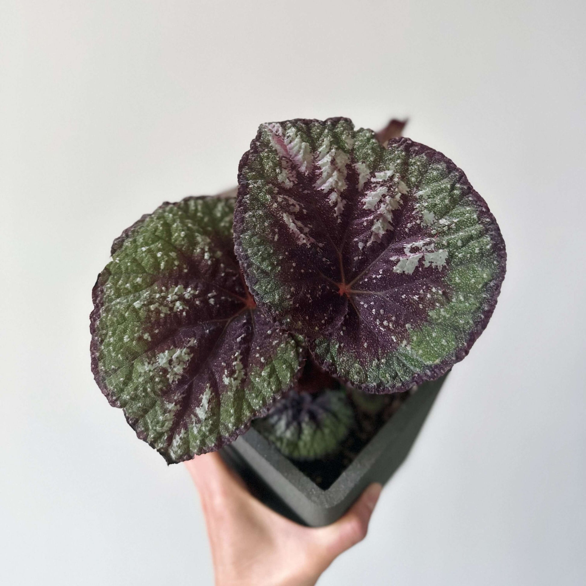 Begonia Antares – A stunning and unique variety of decorative-leaved Begonia, known for its large, spirally curling leaves and soft texture. This beautiful plant is perfect for collectors and those looking to add a touch of elegance to their home or garden.