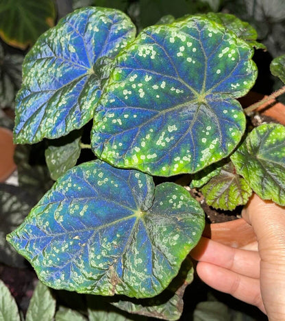 Origin: Native to the Shiwanshan region of China, this begonia species is found in subtropical, mountainous areas with a relatively mild climate. It’s known for its distinctive appearance and slow growth. Features: Leaves: The plant has large, rounded, and somewhat glossy leaves. The leaves feature dark green coloration with attractive silver patterns or spots, giving it a stunning contrast. The edges of the leaves are slightly serrated and can have a reddish tint on the undersides.