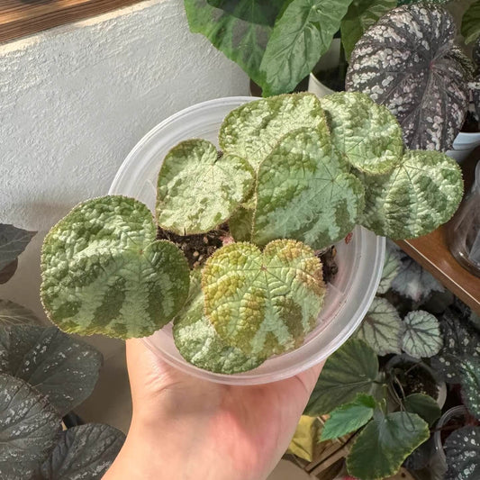 Origin: Guangxi, China Begonia semiparietalis is a beautiful and low-maintenance evergreen herbaceous plant with distinctive, ornamental leaves. Its unique leaf patterns make it an excellent addition to any plant collection, especially for those who appreciate begonias with intricate and decorative foliage. This plant is particularly intriguing as, in lower light conditions, the leaves can take on a bluish tint, adding an extra layer of beauty to its appearance.