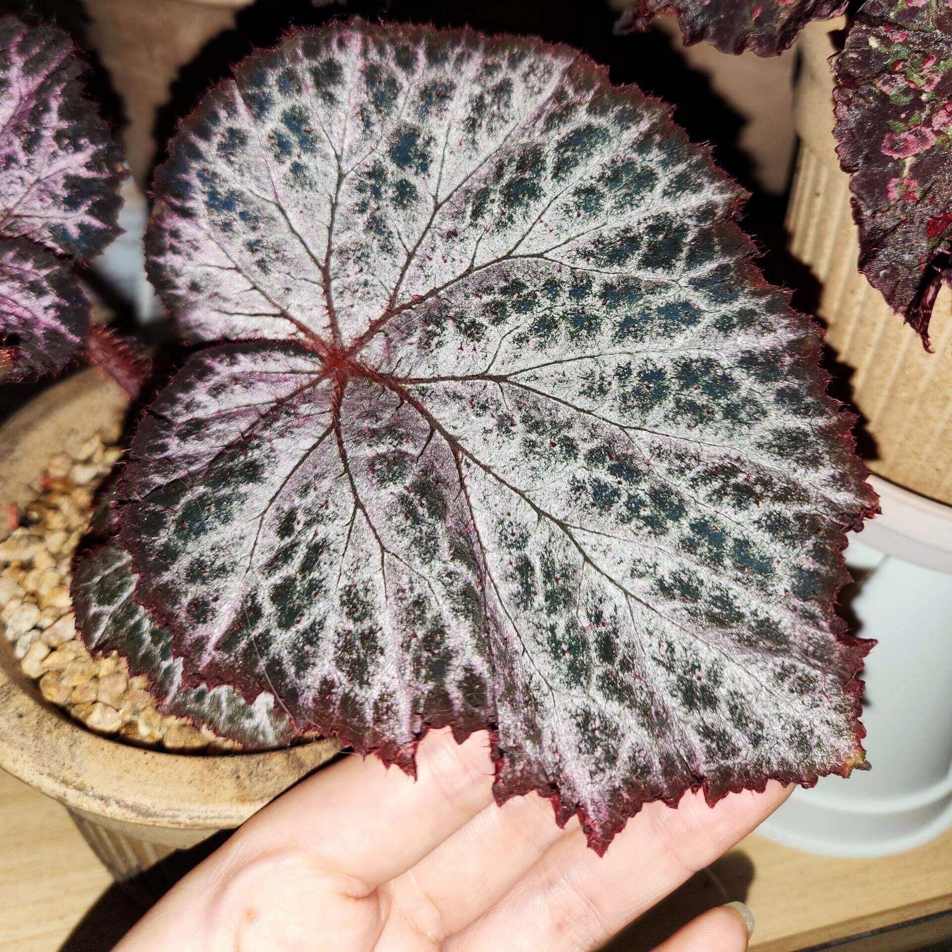 The Begonia Chocolate Lace is a decorative-leaf variety known for its eye-catching foliage. The deep black or dark purple leaves are adorned with a silver lace-like pattern, adding an elegant touch to any room. Ideal for indoor spaces, this begonia will bring a unique and sophisticated flair to your home decor.